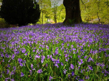 Bluebells as far as the eye could see
