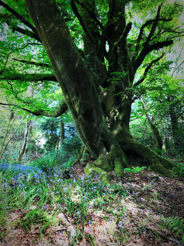Enchanted Forest - Scapa Fest