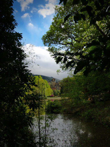 Forest Views - Scapa Fest